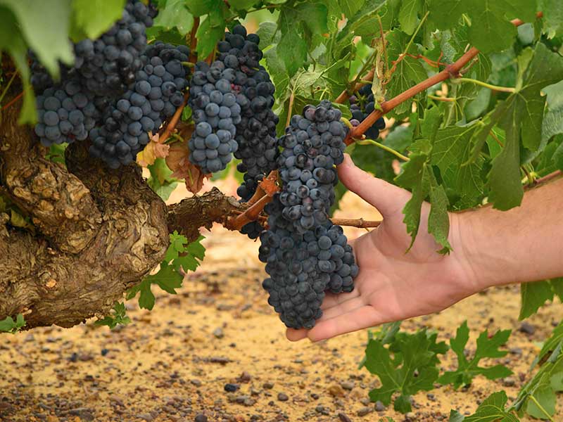 Pinotage Vintage Report 2021
