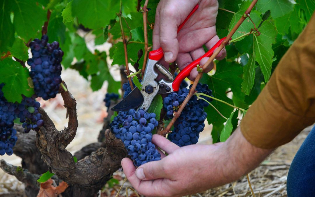 2021 Harvest Report