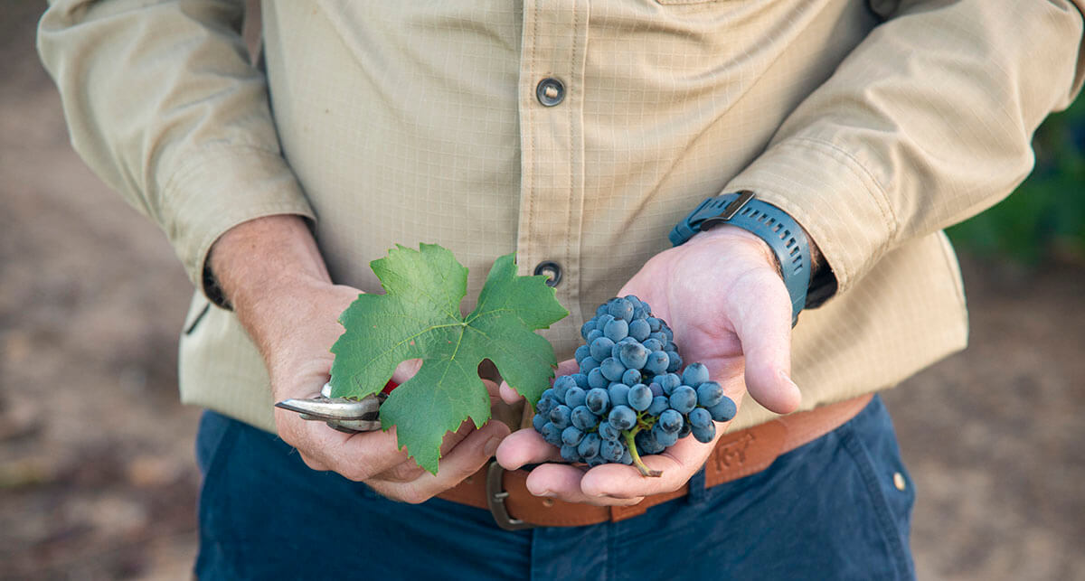 Francois van Niekerk Wines, Francois van Niekerk Pinotage, best Pinotage, best South African Pinotage, luxury wines, premium wines, best red wine, best South African red wine, Pinotage